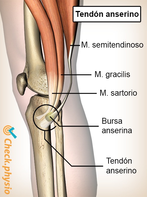 rodilla pes anserine bursa tendones sartorio gracilis semitendinosos síndrome de la pata de ganso