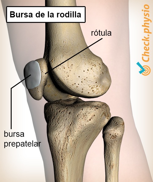 rodilla bursa prepatelar