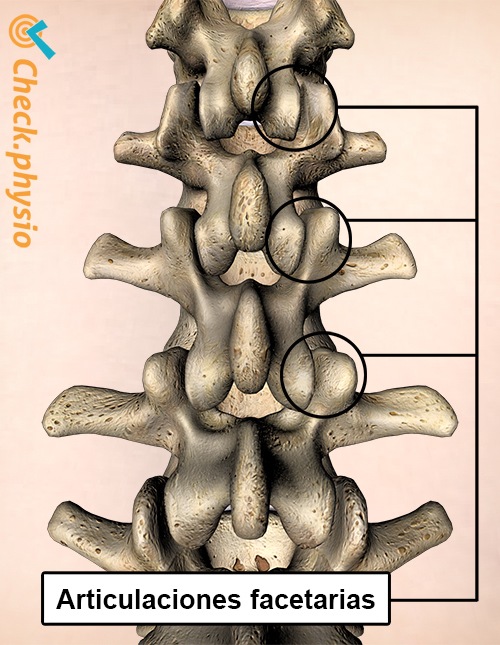 espalda articulación facetaria vista posterior