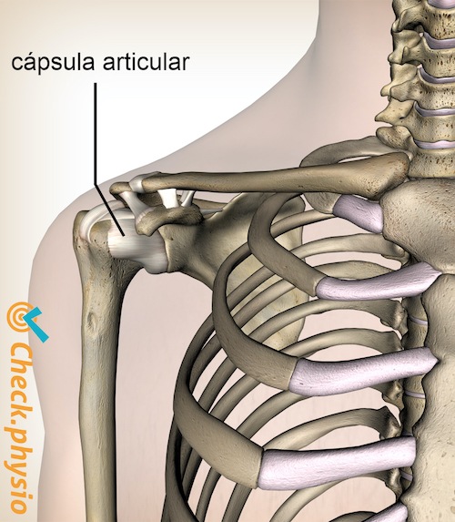 hombro cápsula articular